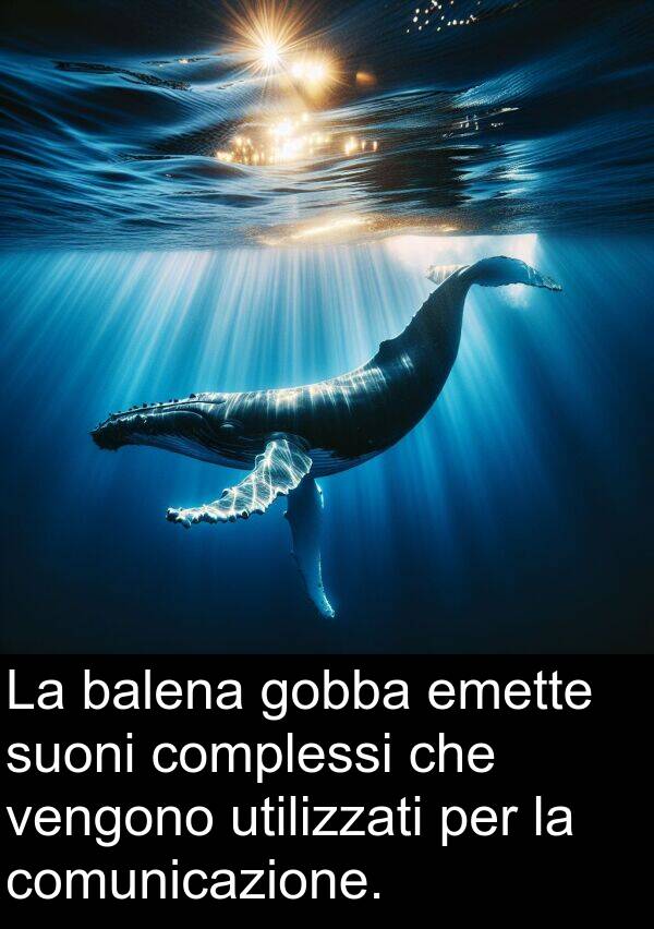 vengono: La balena gobba emette suoni complessi che vengono utilizzati per la comunicazione.
