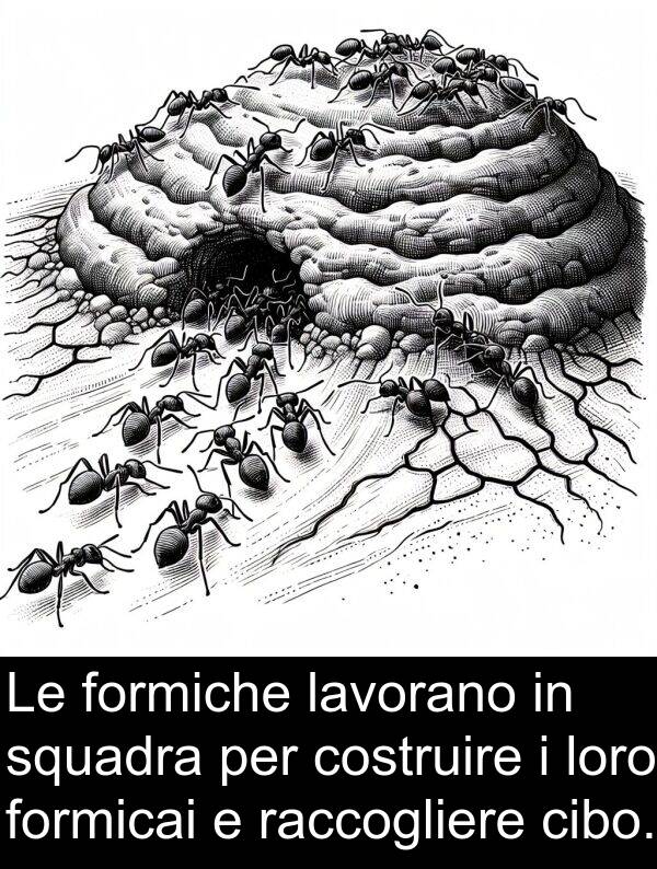 cibo: Le formiche lavorano in squadra per costruire i loro formicai e raccogliere cibo.