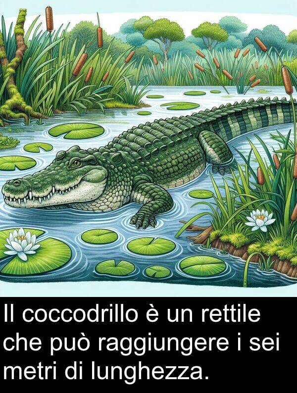 lunghezza: Il coccodrillo è un rettile che può raggiungere i sei metri di lunghezza.