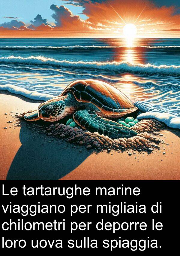 tartarughe: Le tartarughe marine viaggiano per migliaia di chilometri per deporre le loro uova sulla spiaggia.