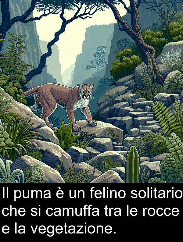 rocce: Il puma è un felino solitario che si camuffa tra le rocce e la vegetazione.