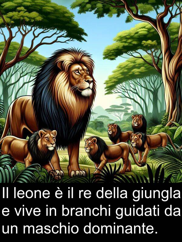 branchi: Il leone è il re della giungla e vive in branchi guidati da un maschio dominante.