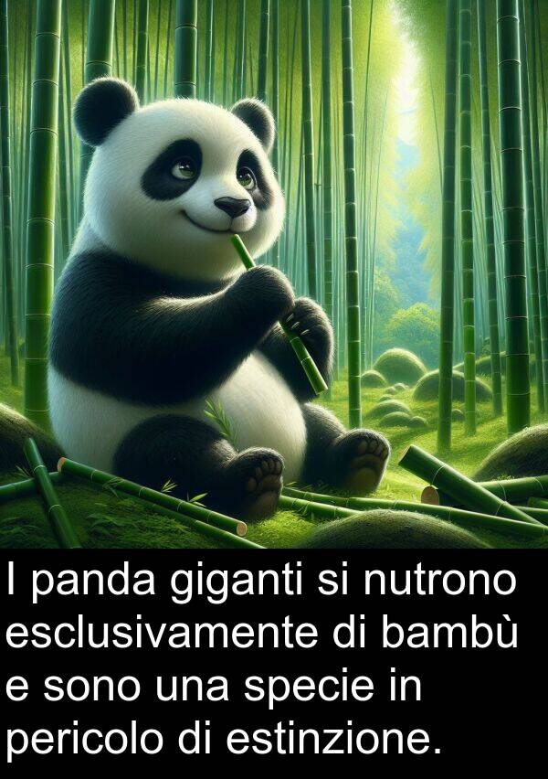 bambù: I panda giganti si nutrono esclusivamente di bambù e sono una specie in pericolo di estinzione.