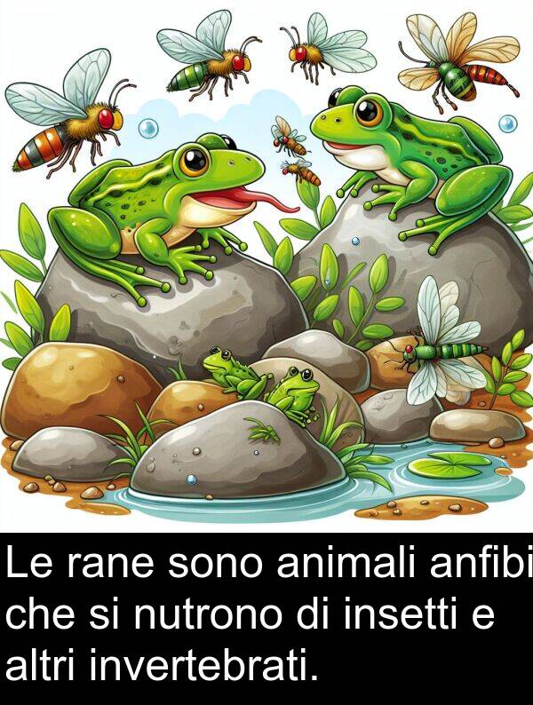rane: Le rane sono animali anfibi che si nutrono di insetti e altri invertebrati.
