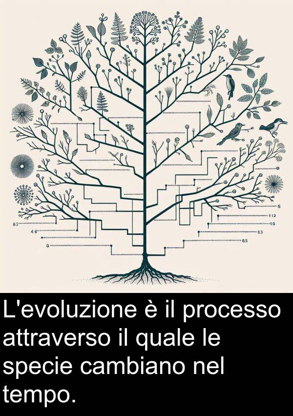 tempo: L'evoluzione è il processo attraverso il quale le specie cambiano nel tempo.