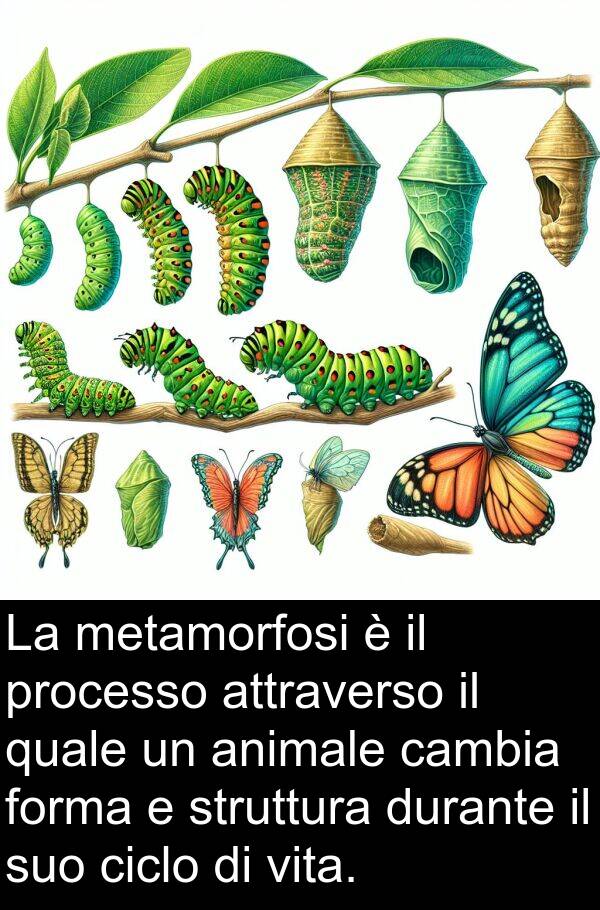 metamorfosi: La metamorfosi è il processo attraverso il quale un animale cambia forma e struttura durante il suo ciclo di vita.
