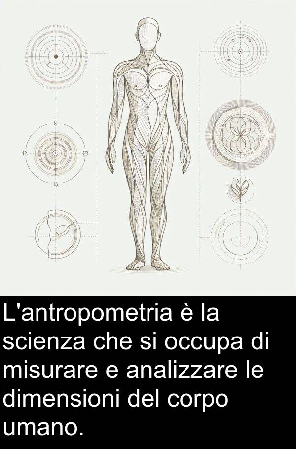 umano: L'antropometria è la scienza che si occupa di misurare e analizzare le dimensioni del corpo umano.