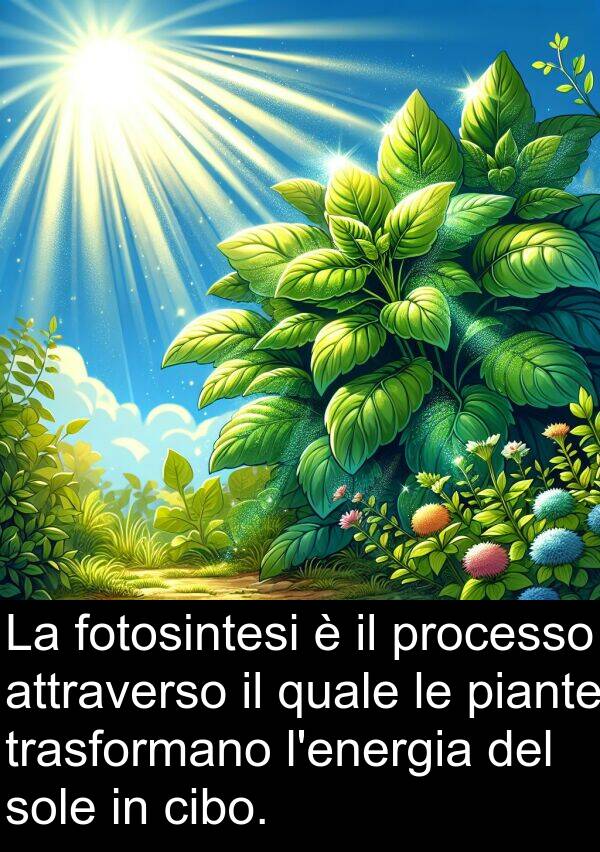 cibo: La fotosintesi è il processo attraverso il quale le piante trasformano l'energia del sole in cibo.
