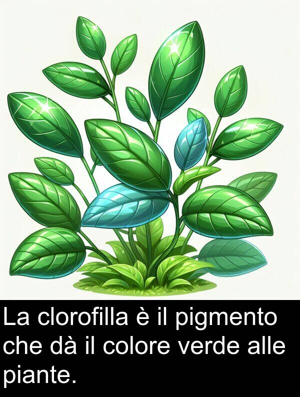 colore: La clorofilla è il pigmento che dà il colore verde alle piante.