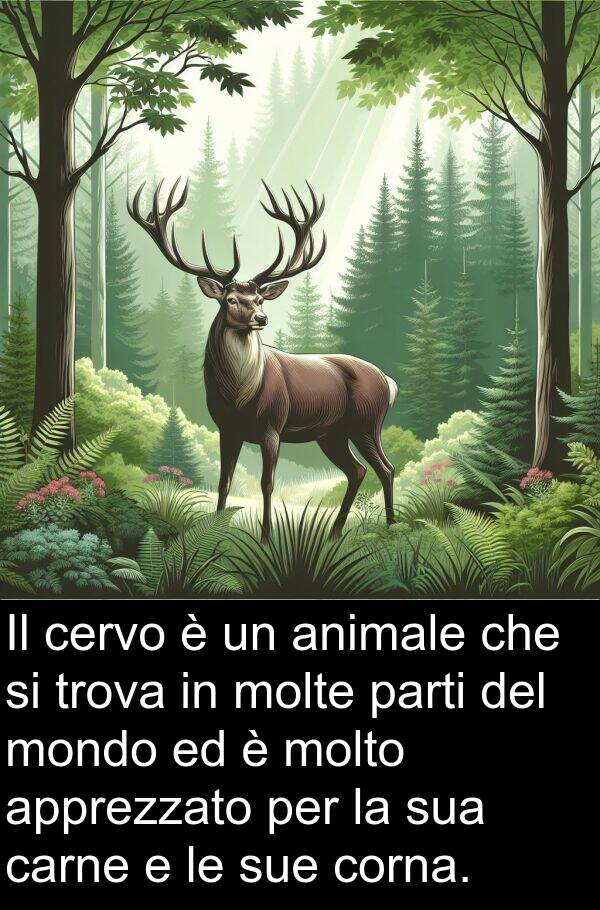 trova: Il cervo è un animale che si trova in molte parti del mondo ed è molto apprezzato per la sua carne e le sue corna.