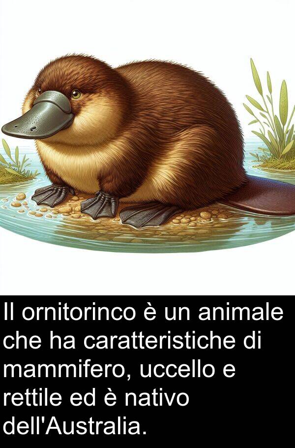 uccello: Il ornitorinco è un animale che ha caratteristiche di mammifero, uccello e rettile ed è nativo dell'Australia.