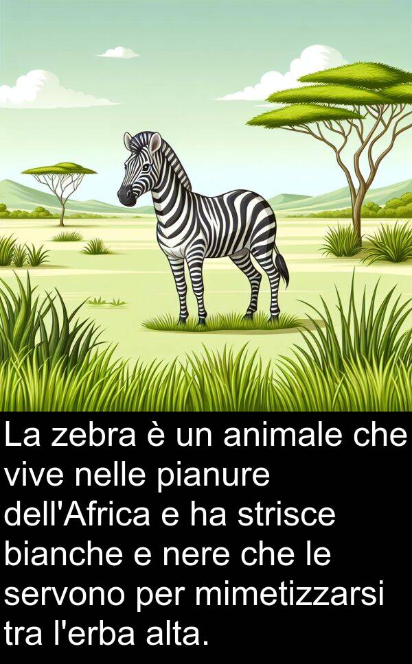 bianche: La zebra è un animale che vive nelle pianure dell'Africa e ha strisce bianche e nere che le servono per mimetizzarsi tra l'erba alta.
