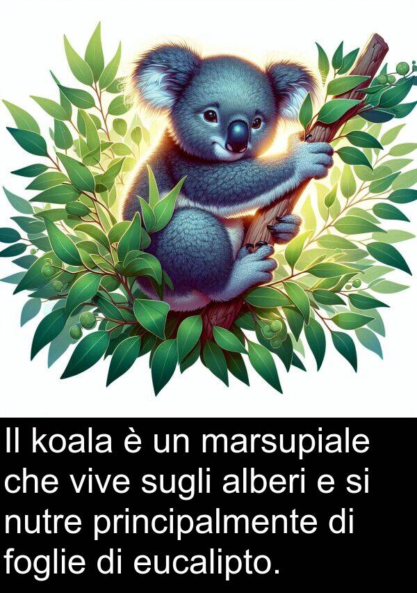 vive: Il koala è un marsupiale che vive sugli alberi e si nutre principalmente di foglie di eucalipto.