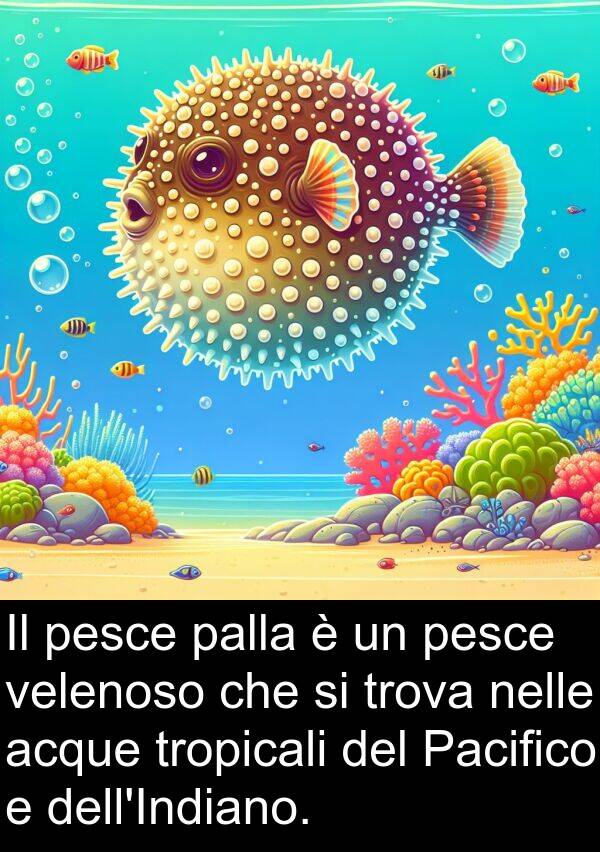 tropicali: Il pesce palla è un pesce velenoso che si trova nelle acque tropicali del Pacifico e dell'Indiano.