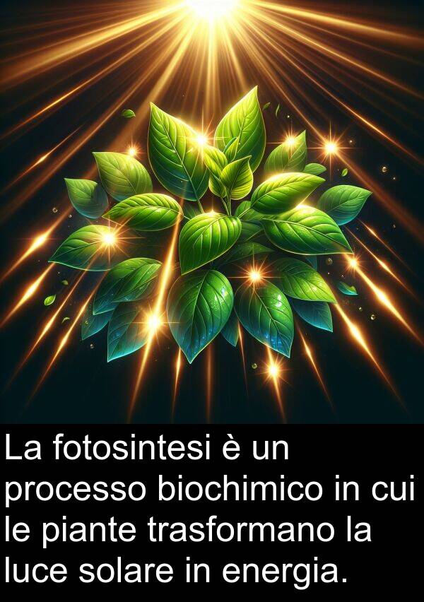 biochimico: La fotosintesi è un processo biochimico in cui le piante trasformano la luce solare in energia.