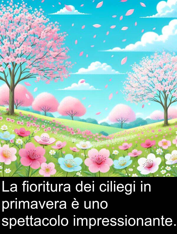 ciliegi: La fioritura dei ciliegi in primavera è uno spettacolo impressionante.
