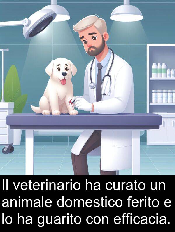 curato: Il veterinario ha curato un animale domestico ferito e lo ha guarito con efficacia.
