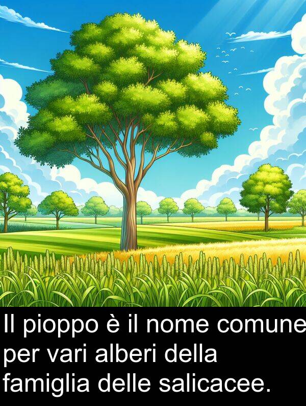 salicacee: Il pioppo è il nome comune per vari alberi della famiglia delle salicacee.
