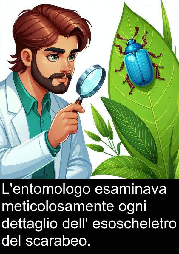 scarabeo: L'entomologo esaminava meticolosamente ogni dettaglio dell' esoscheletro del scarabeo.