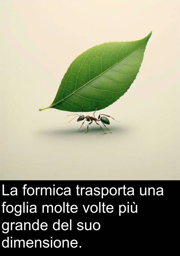 trasporta: La formica trasporta una foglia molte volte più grande del suo dimensione.