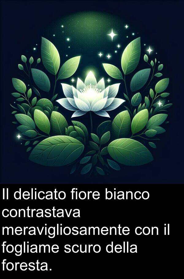 delicato: Il delicato fiore bianco contrastava meravigliosamente con il fogliame scuro della foresta.