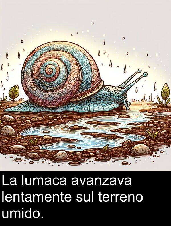 sul: La lumaca avanzava lentamente sul terreno umido.