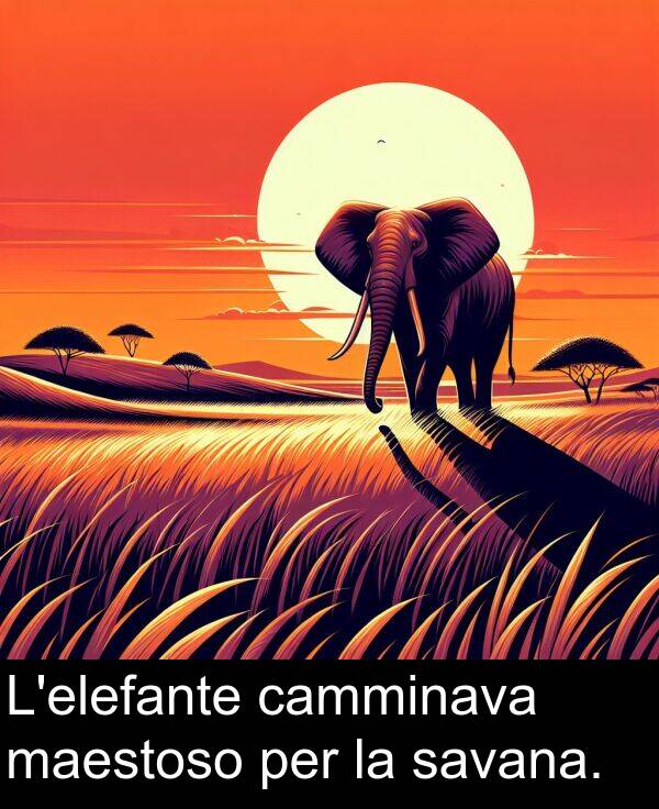 per: L'elefante camminava maestoso per la savana.