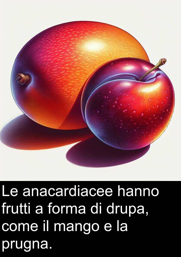 mango: Le anacardiacee hanno frutti a forma di drupa, come il mango e la prugna.