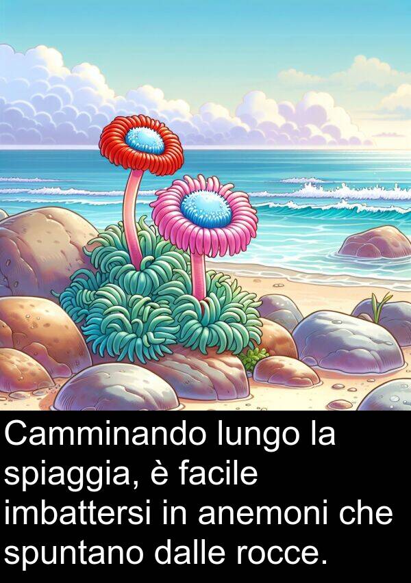 dalle: Camminando lungo la spiaggia, è facile imbattersi in anemoni che spuntano dalle rocce.