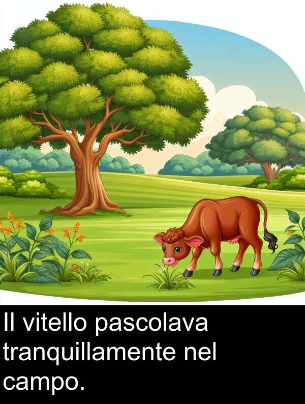 campo: Il vitello pascolava tranquillamente nel campo.