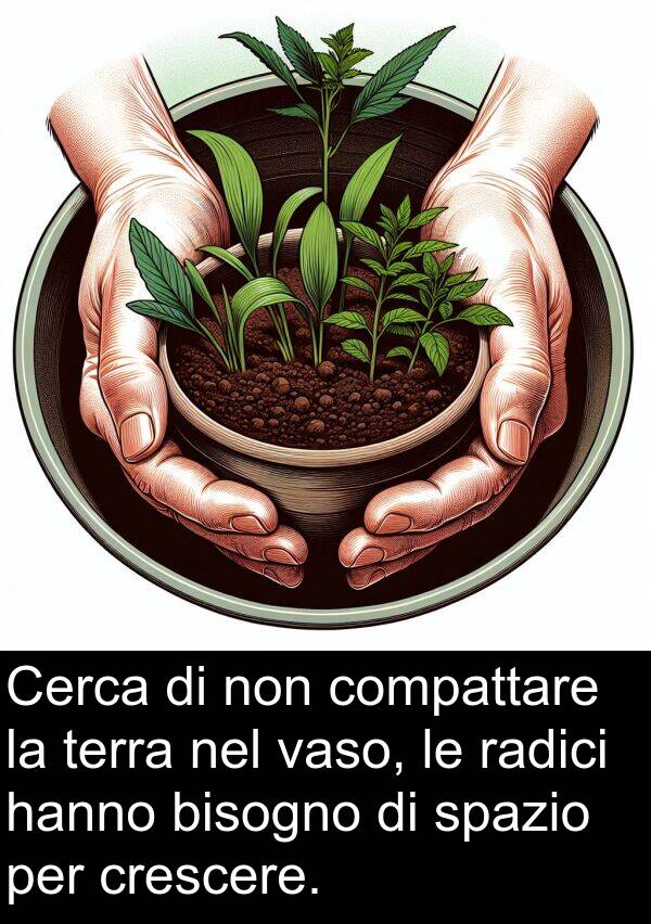 spazio: Cerca di non compattare la terra nel vaso, le radici hanno bisogno di spazio per crescere.