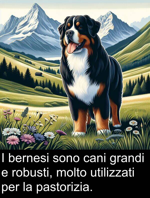 cani: I bernesi sono cani grandi e robusti, molto utilizzati per la pastorizia.