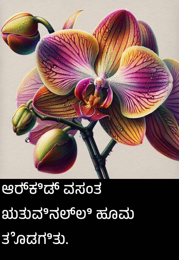 ಹೂವು: ಆರ್ಕಿಡ್ ವಸಂತ ಋತುವಿನಲ್ಲಿ ಹೂವು ತೊಡಗಿತು.