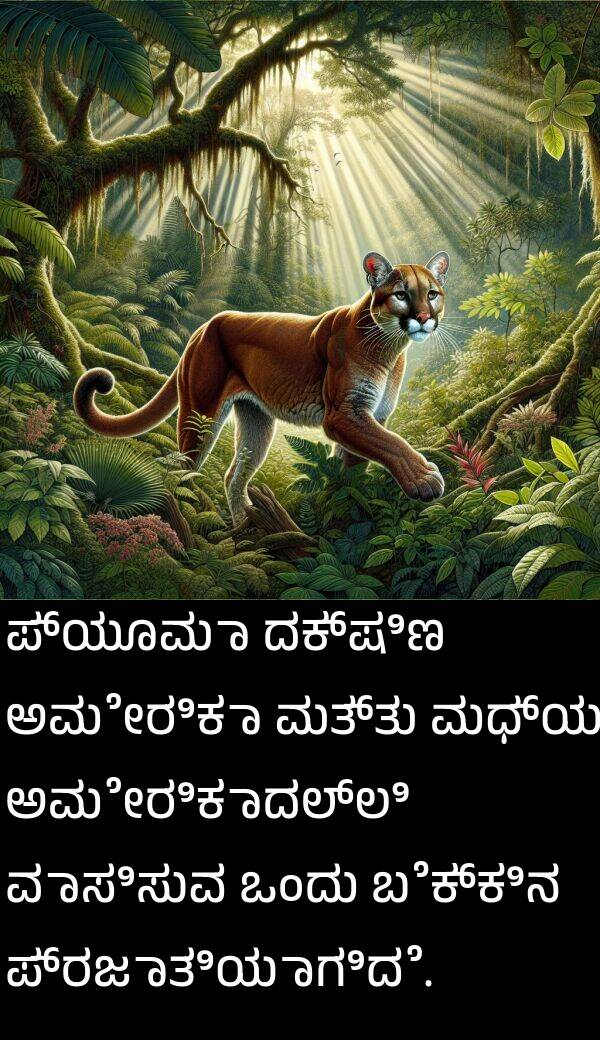 ವಾಸಿಸುವ: ಪ್ಯೂಮಾ ದಕ್ಷಿಣ ಅಮೇರಿಕಾ ಮತ್ತು ಮಧ್ಯ ಅಮೇರಿಕಾದಲ್ಲಿ ವಾಸಿಸುವ ಒಂದು ಬೆಕ್ಕಿನ ಪ್ರಜಾತಿಯಾಗಿದೆ.