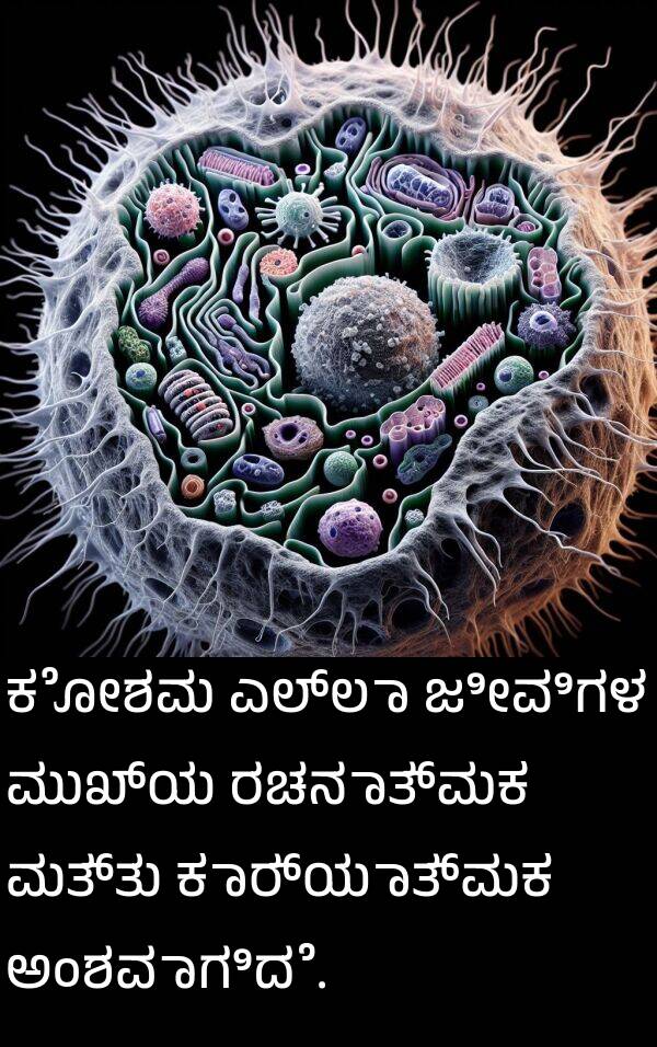 ರಚನಾತ್ಮಕ: ಕೋಶವು ಎಲ್ಲಾ ಜೀವಿಗಳ ಮುಖ್ಯ ರಚನಾತ್ಮಕ ಮತ್ತು ಕಾರ್ಯಾತ್ಮಕ ಅಂಶವಾಗಿದೆ.