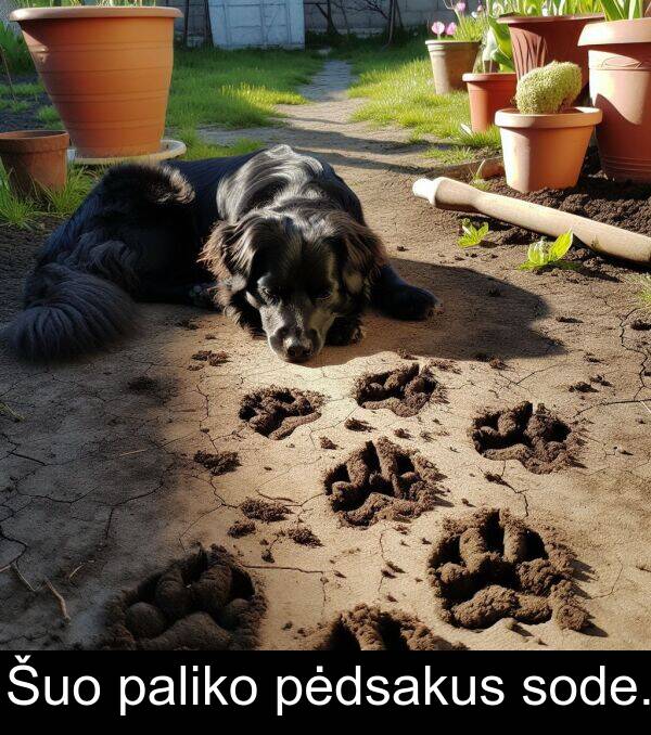 paliko: Šuo paliko pėdsakus sode.