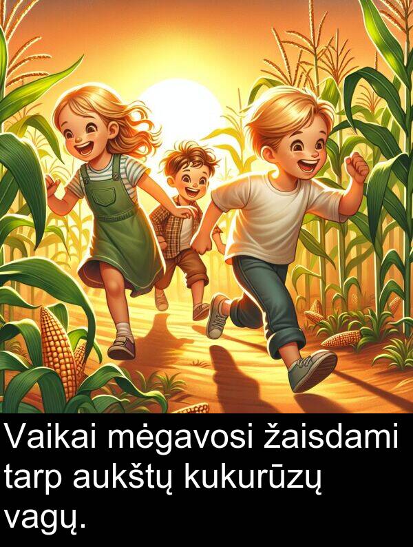 tarp: Vaikai mėgavosi žaisdami tarp aukštų kukurūzų vagų.