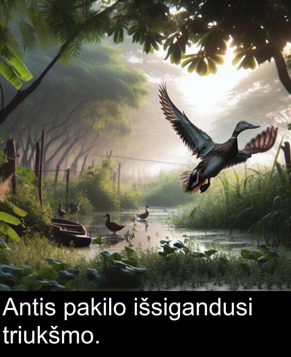 triukšmo: Antis pakilo išsigandusi triukšmo.