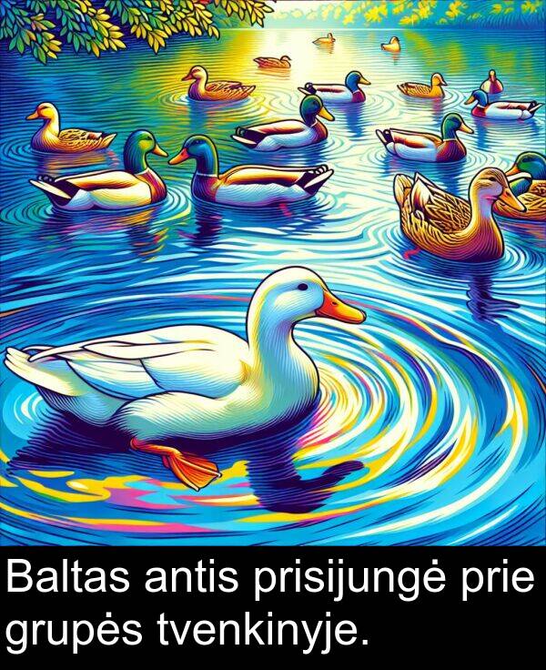 tvenkinyje: Baltas antis prisijungė prie grupės tvenkinyje.