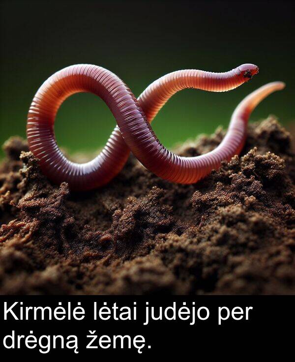 žemę: Kirmėlė lėtai judėjo per drėgną žemę.