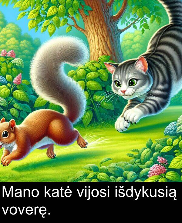 voverę: Mano katė vijosi išdykusią voverę.
