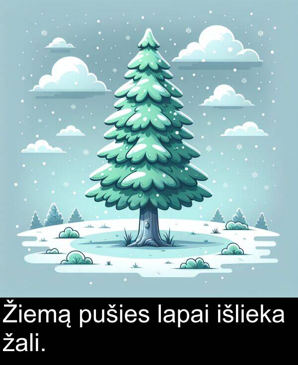 žali: Žiemą pušies lapai išlieka žali.