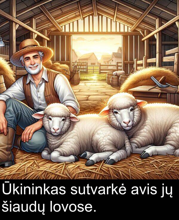 avis: Ūkininkas sutvarkė avis jų šiaudų lovose.