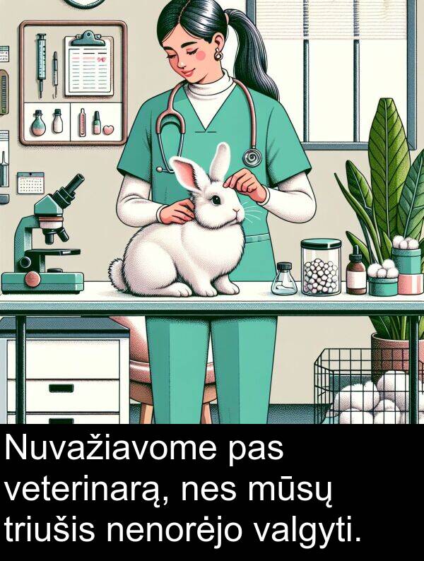 triušis: Nuvažiavome pas veterinarą, nes mūsų triušis nenorėjo valgyti.