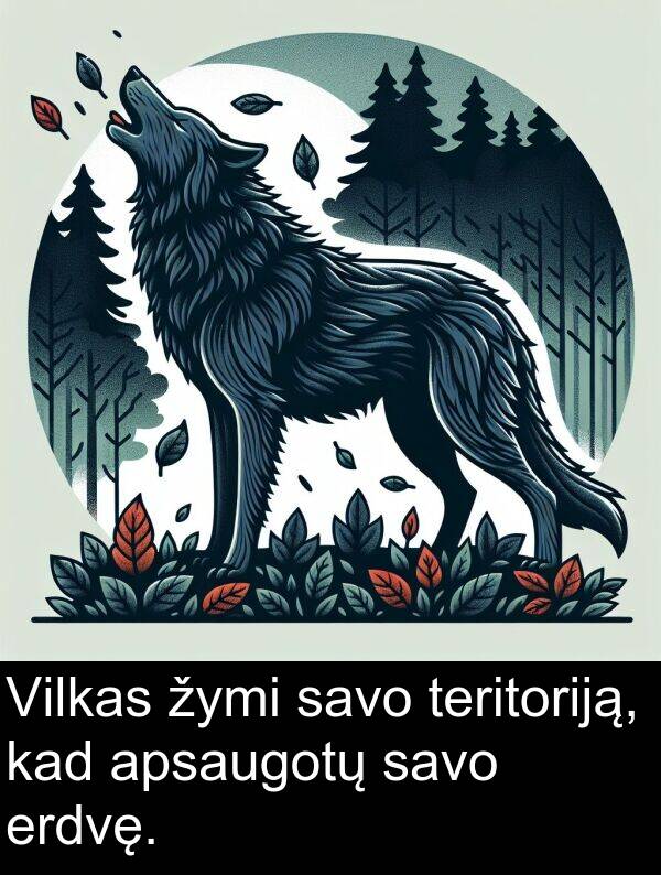 erdvę: Vilkas žymi savo teritoriją, kad apsaugotų savo erdvę.
