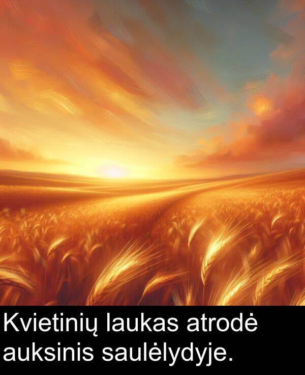 laukas: Kvietinių laukas atrodė auksinis saulėlydyje.