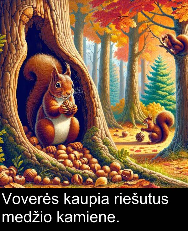 kaupia: Voverės kaupia riešutus medžio kamiene.