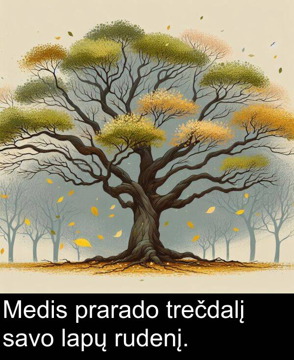 trečdalį: Medis prarado trečdalį savo lapų rudenį.