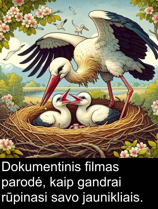 filmas: Dokumentinis filmas parodė, kaip gandrai rūpinasi savo jaunikliais.