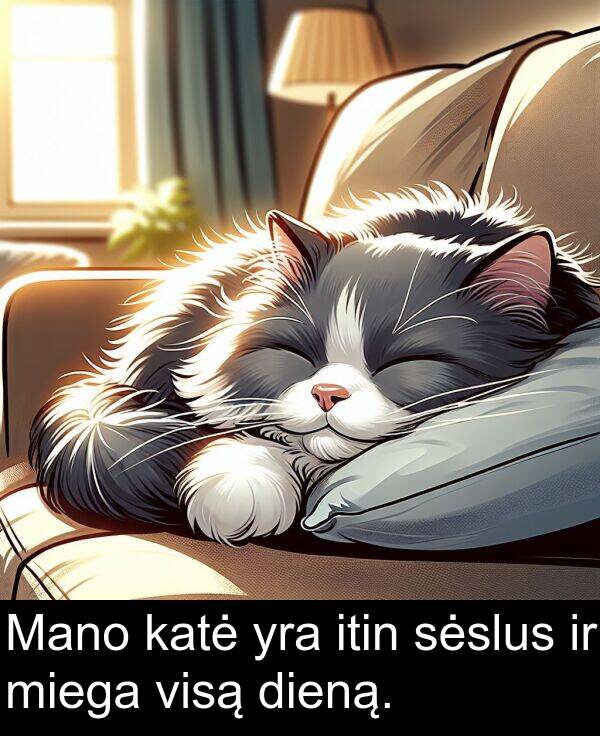 sėslus: Mano katė yra itin sėslus ir miega visą dieną.